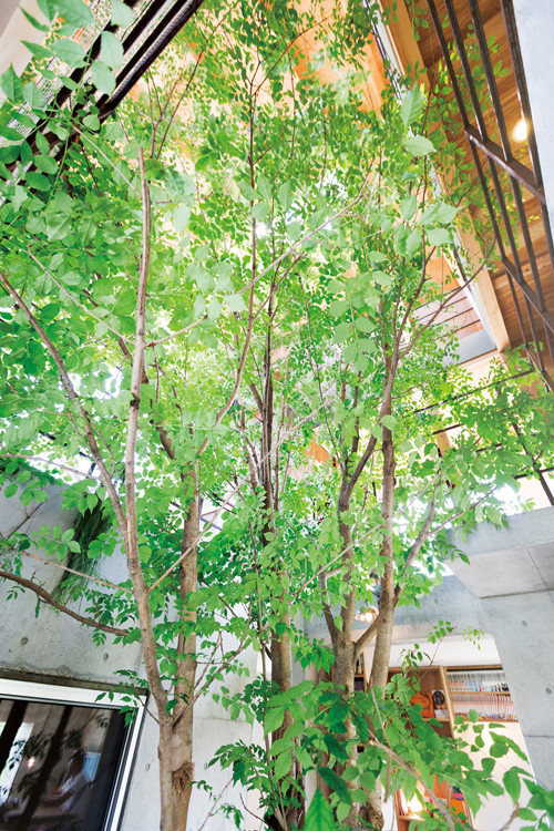家の真ん中にあるアオダモの木 人と自然が混ざり合う暮らし Sumika 建築家 工務店との家づくりを無料でサポート