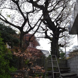 【SuMiKa公式】樹齢80年の桜を利用したツリーハウスの設計施工に関する案件のご紹介！